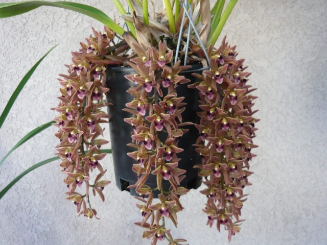 devonianum 'Firefall' HCC/AOS, B/CSA