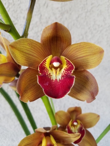 Rusty Girl 'Prestige'