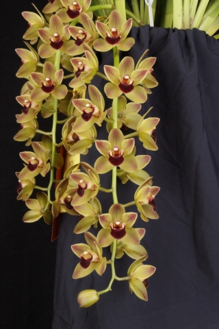 Geno's Gem 'Shortstop' AM/AOS, B/CSA